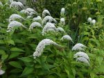 Lysimaque de Chine, Lysimaque col de cygne, Lysimachia clethroides Lysimaque de Chine, Lysimaque col de cygne, Lysimachia clethroides