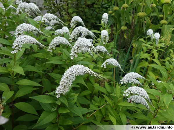 Lysimaque de Chine, Lysimaque col de cygne, Lysimachia clethroides