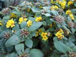 Lysimaque, Lysimachia congestiflora Lysimaque, Lysimachia congestiflora