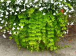 Lysimaque nummulaire retombante en jardinière