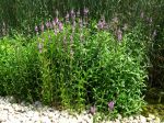Salicaire commune, Herbe aux coliques, Lythrum salicaria Salicaire commune, Herbe aux coliques, Lythrum salicaria