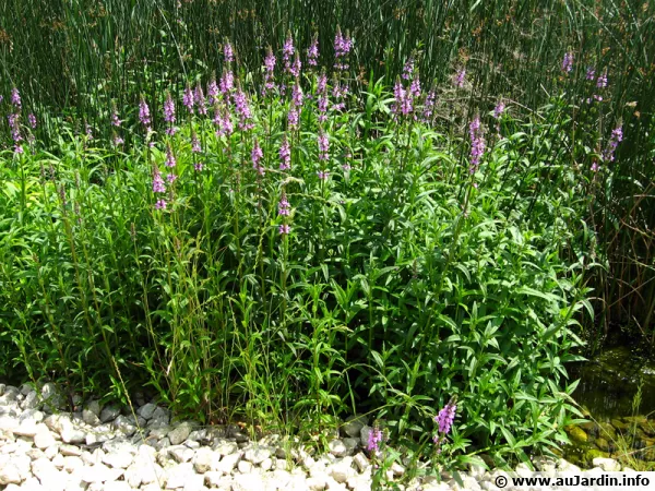 Salicaire commune, Herbe aux coliques, Lythrum salicaria