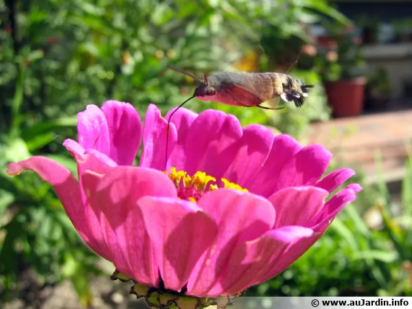 Un papillon, le Moro-sphinx sphinx colibri (Macroglossum stellatarum)