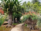 Mad�re, le Jardin botanique de Funchal
