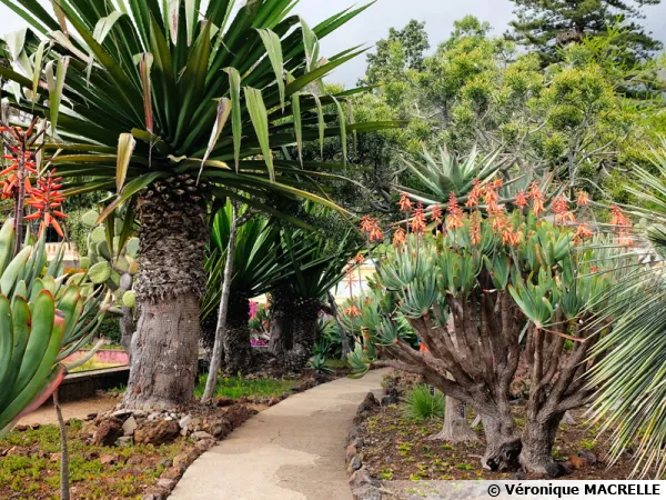 Madère, le Jardin botanique de Funchal