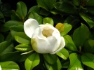 Magnolia d'�t�, Magnolia � grandes fleurs, Magnolia grandiflora