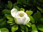 Magnolia d't, Magnolia  grandes fleurs, Magnolia grandiflora