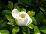 Fleur du Magnolia grandiflora, Magnolia d'été Fleur du Magnolia grandiflora, Magnolia d'été