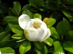 Fleur du Magnolia grandiflora, Magnolia d'�t�