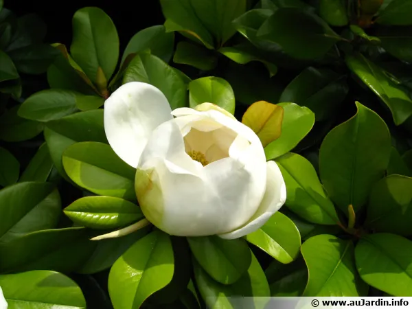 Fleur du Magnolia grandiflora, Magnolia d'été