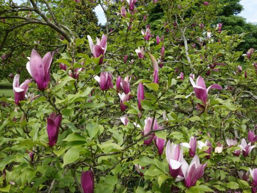 Magnolia de Soulange, Magnolia x soulangeana : planter, cultiver, multiplier