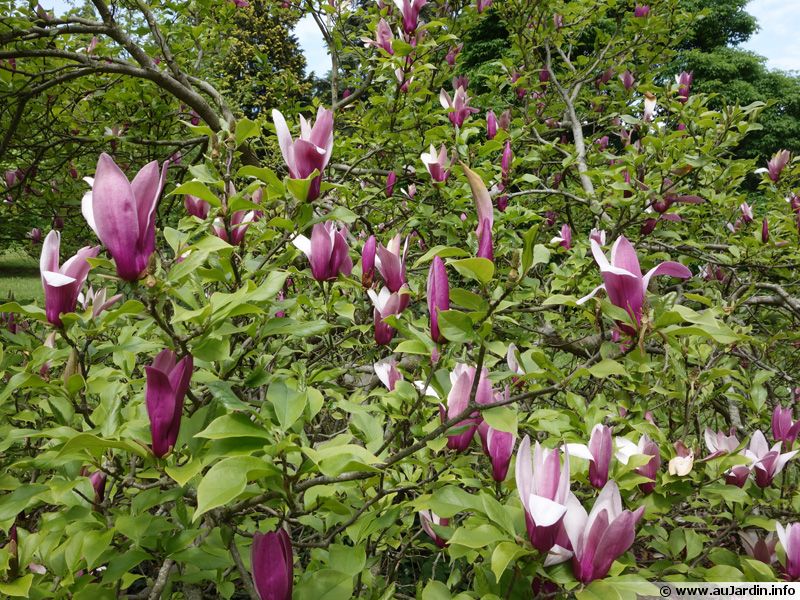 marcottage magnolia 