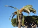 Les maladies des palmiers
