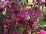 Pommier odorante Charlottae, Malus coronaria 'Charlottae'