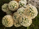 Mammilaire, Mammillaria carmenae