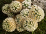 Mammilaire, Mammillaria carmenae