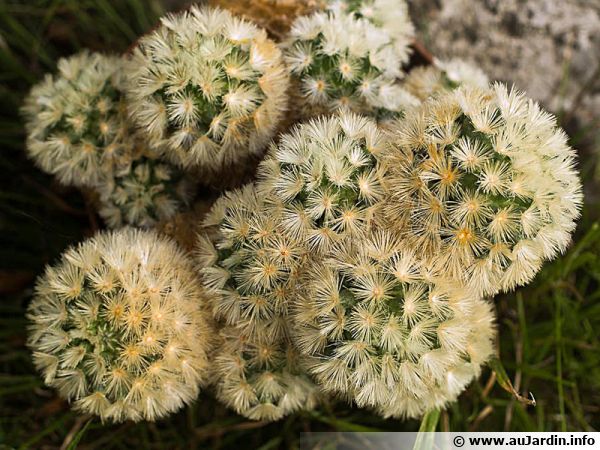 Mammilaire, Mammillaria carmenae