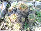 Mammilaire, Mammillaria polythele