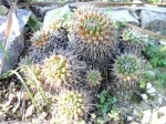 Mammilaire, Mammillaria polythele