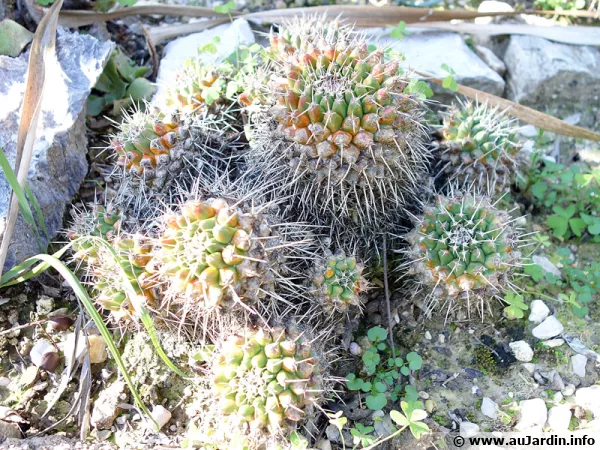 Mammilaire, Mammillaria polythele
