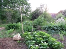 Des plantes outils dans une haie  tout faire !