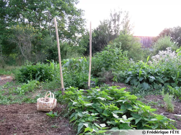 Manche de grelinette en frêne