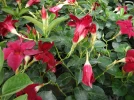 Diplad�nia de Sander, Jasmin du Br�sil, Mandevilla sanderi