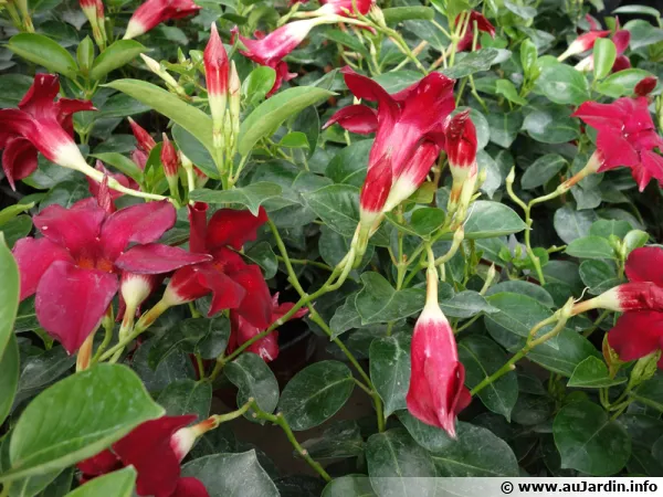 Mandvilla de Sander, Dipladnia de Sander, Mandevilla sanderi