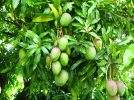 Planter un manguier