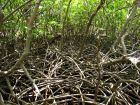 La mangrove de Martinique