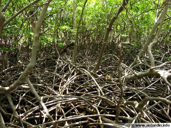 La mangrove de Martinique