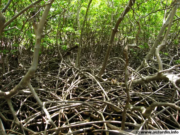La mangrove de Martinique