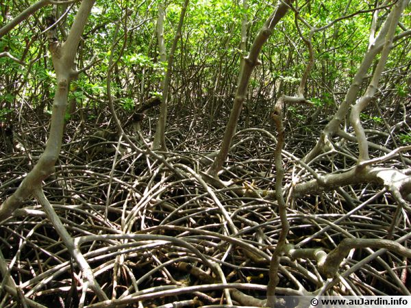 Système racinaire aérien des palétuviers dans la mangrove