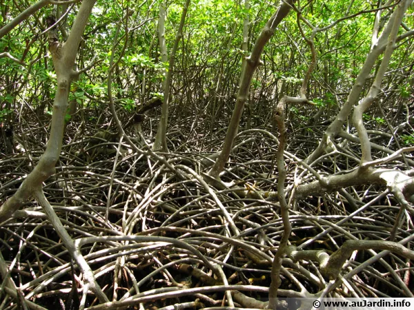 Système racinaire aérien des palétuviers dans la mangrove