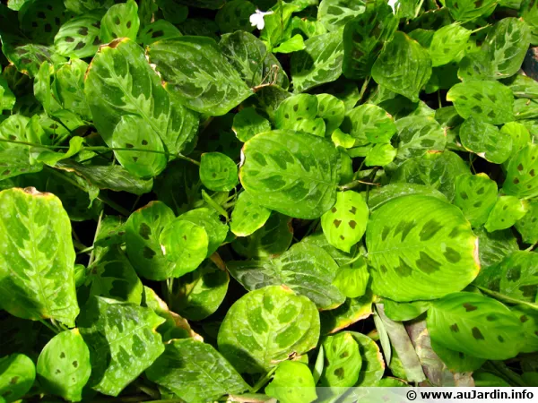Maranta depressa, Marante, Plante de la prière