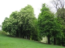 Quels arbres choisir pour faire de l'ombre dans un jardin?