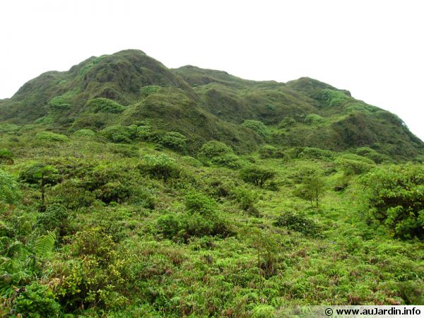 La savane des sommets de Martinique