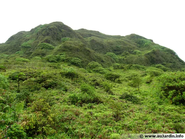 La savane des sommets de Martinique