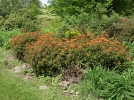 Les euphorbes de jardin