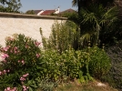 Des plantes mditerranennes dans son jardin
