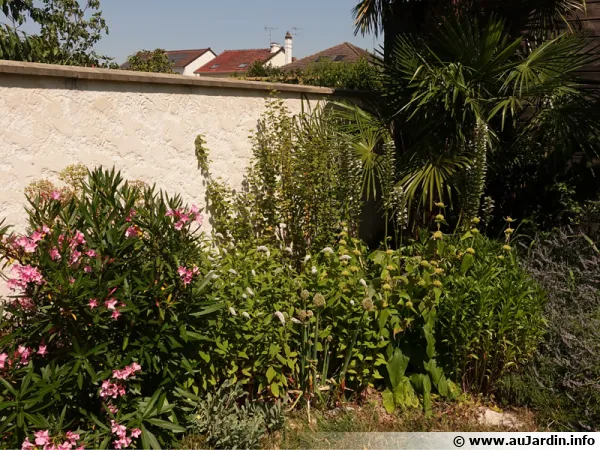 Un massif typé méditerranéen en région parisienne; lavande, laurier rose, acanthe, ...