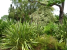Les phormiums trs apprcis des paysagistes