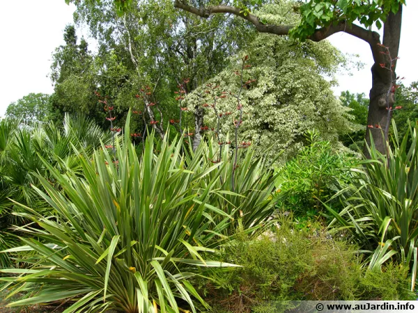 Massif compos de phormiums en fleurs au premier plan