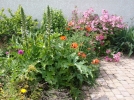 Planter des vivaces partout