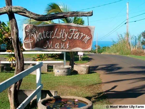 La Maui Water Lily Farm