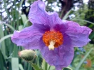 Pavot bleu de l'Himalaya, Meconopsis betonicifolia
