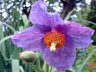 Pavot bleu de l'Himalaya, Meconopsis betonicifolia