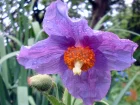 Pavot bleu de l'Himalaya, Meconopsis betonicifolia