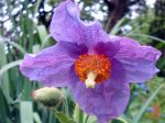 Pavot bleu de l'Himalaya, Meconopsis betonicifolia Pavot bleu de l'Himalaya, Meconopsis betonicifolia