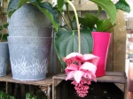 M�dinilla magnifique, Medinilla magnifica